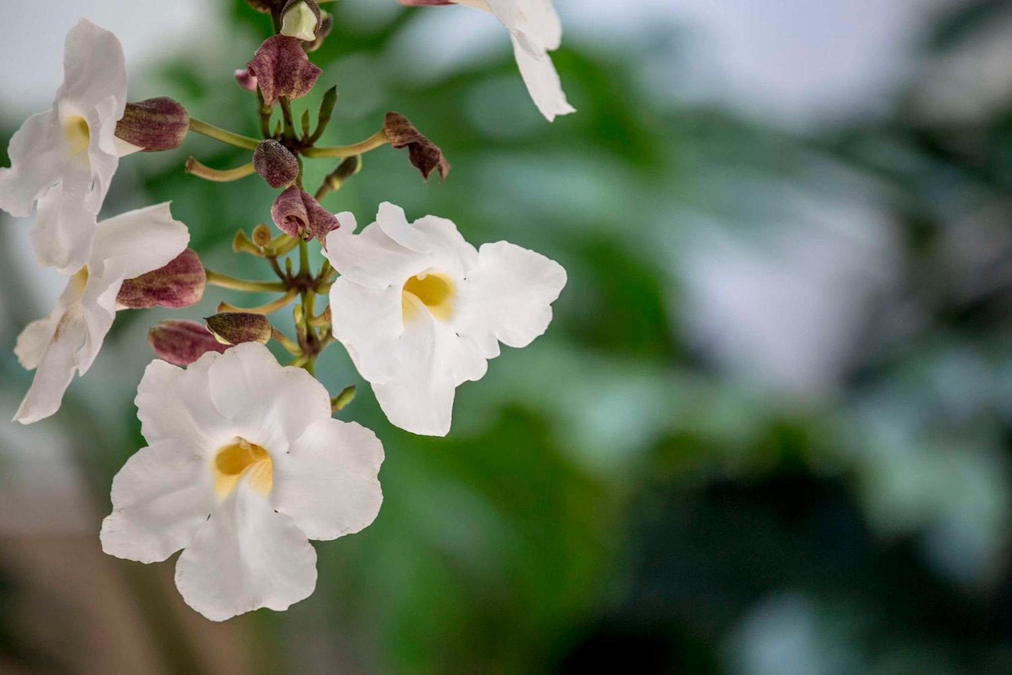แอสตัน ไวกีกิ บีช ทาวเวอร์ Aparthotel โฮโนลูลู ภายนอก รูปภาพ Rhododendron periclymenoides
